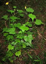 Image result for Abutilon grantii