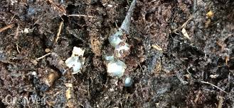 One day small snails or slugs will crawl out of them! Slugs In Your Compost