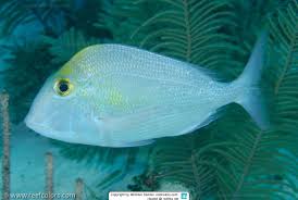 Image result for Calamus deerratus