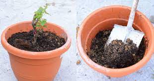 Cara baru tanam bonggol pisang agar cepat berbuah. Ini Cara Mudah Tanam Pokok Anggur Dalam Pasu Impiana