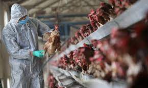 A case of bird flu has been confirmed at a farm in england. Qlcymuscfjxutm