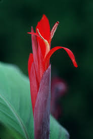 Image result for Cannaceae