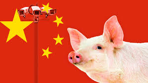Image result for china's pig problem