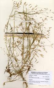 Image result for Heteranthoecia  guineensis