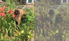 Are Dogs Color Blind Can My Dog See Color American Kennel Club Dogs Dog Coloring Dog Love