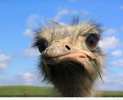 A large collection of funny images and photos of animals. Funny Animals Wallpapers Top Free Funny Animals Backgrounds Wallpaperaccess