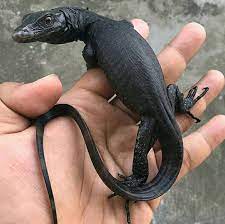 They are good climbers too and can head up into the trees to escape danger. Black Dragon Varanus Natureisfuckinglit