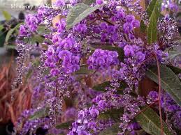 Image result for Hardenbergia