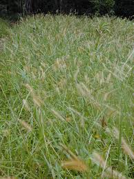 Image result for Setaria parviflora