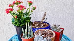 Do succulents and cacti need a special kind of soil? Homemade Soil Mix For Pots Succulent And Cactus Mix