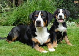 Find similar breeds for sale in the uk: Greater Swiss Mountain Dog Dog Breed Facts Highlights Buying Advice Pets4homes
