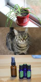 Protect Your Houseplants From Your Cat Cat Repellant Cat Care Cats