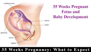 35 weeks pregnant fetus symptoms baby weight what to expect