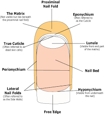 Diy Manicure And Nail Care Nail Care Diy Nail Care Nail Care Tips