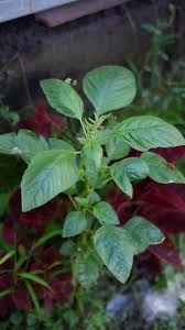 Image result for Amaranthus blitum