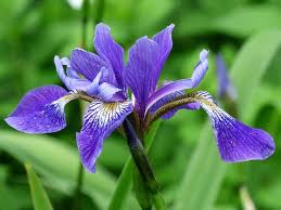 Maybe you would like to learn more about one of these? 40 Types Of Blue Flowers With Pictures Flower Glossary