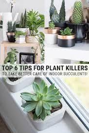 Plant Killers You Can Change Read My 6 Top Tips For Taking Care Of Succulents Indoors And You Ll Be Succulent Care Indoor House Plant Care Succulents Indoor