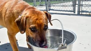 Sled dogs may live outside more especially when. Dog Days Of Summer Can Prove Fatal For Dogs