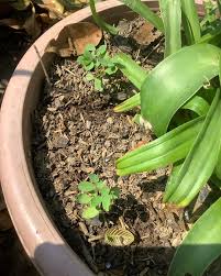 Image result for Indigofera dyeri