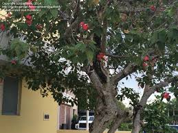 We did not find results for: Plant Identification Closed Need Help With Id Red Flower Tree In Florida 1 By Pickleklk