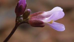 Image result for Bergia polyantha