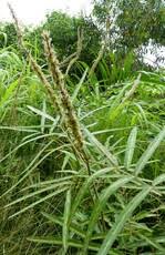 Image result for Chrysopogon nigritanus