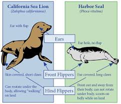 Seal Vs Sea Lion Sea Lion Lion Facts For Kids Lion Anatomy