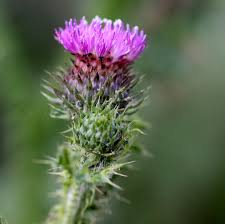 Image result for Carduus