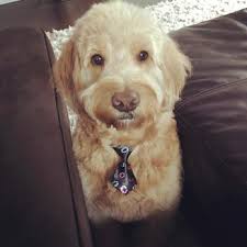 Relax knowing they are in good hands… upon arrival you will be greeted by one of our devoted staff who will consult with you and determine what's best and most well suited to your dog. Paradise Pet Salon Amp Spa Too 132 Photos 92 Reviews Pet Groomers 810 W Sheridan Rd Wrigleyville Chicago Il Phone Number Services Yelp