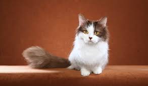 Promoting right on time to maintain a strategic distance from frustration, don't botch the chance of having the delight to claim a couple of kittens from this overpowering breed.you can purchase munchkin kittens for sale in dad from kangalpuppiess.com. Munchkin Cat Breed Information