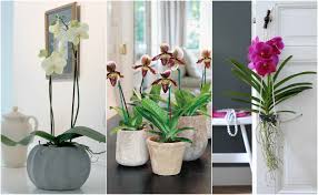 In an enclosed environment it is easy for disease to spread quickly, or for left over salt residues to destroy. How To Care For Your Orchids Maintenance Tips And What Not To Do