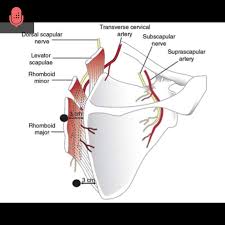 Image result for Scapulothoracic Injection