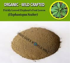 Image result for Elephantopus scaber