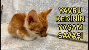 Olmek Uzere Olan Hasta Yavru Kedi Yasayabilecek Mi Youtube