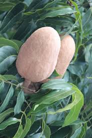 Image result for Swietenia