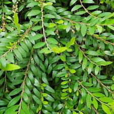 Image result for Phyllanthus glaucophyllus
