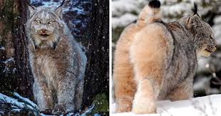 The eurasian lynx, the spanish (or iberian) lynx and the canadian lynx. Meet The Canada Lynx Cat With Paws As Big As A Human Hand Bored Panda