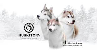 The siberian husky is known for being a loving family dog, but also exhibits the ancestral behavior of its wolf ancestor. The Huskitory Melaka 2021 All You Need To Know Before You Go With Photos Melaka Malaysia Tripadvisor