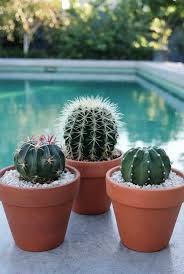 These milestones in cacti growth assume that the cactus lives in a suitable environment that is neither too hot nor too cold, that they are getting adequate sunlight, and that they. How Fast Do Cactus Grow Guide With Pictures Succulents Network Cactus Plants Cactus Planter Plants