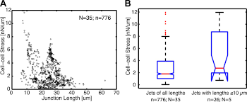 A desmosome (also called macula adherens) is an anchoring junction that. Mapping The Dynamics Of Force Transduction At Cell Cell Junctions Of Epithelial Clusters Elife