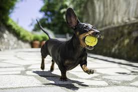 Nintendo has released dozens of amiibos that unlock secret items in botw. Nintendogs Dachshund Friends Tips And Unlockables Guide Most Popular Dog Breeds Dog Breeds Healthiest Dog Breeds