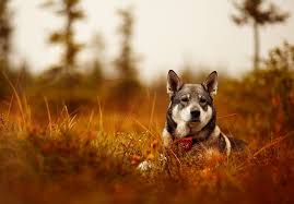 Pin Pa Pet Care Tips