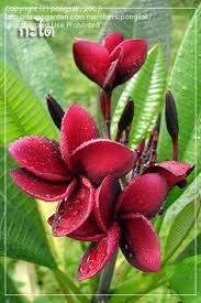 Large, brilliant yellow center and strong red bands on back Exotic Plumeria Plant Branches That Will Fan Like A Candelabra 8 12 Deep Red Pink Fragrant Hawaiian Fragipani Large Cutting Three Rare Home Living Plants Kientructhanhdat Com