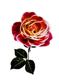 Sedari dulu bunga mawar seakan menempati kedudukan kasta tertinggi sebagai bunga paling populer sejagat raya. Rose Feurig Liebe Kostenloses Bild Auf Pixabay