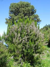 Image result for Erica arborea