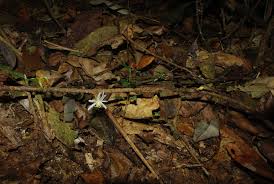 Image result for Caloncoba