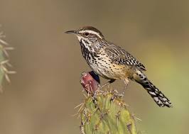 Birds Of Arizona Desert Cactus Wren Az Bird Cactus Wren North American Wildlife Pet Birds