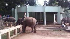Trong vườn bách thú, các em học sinh sẽ được quan sát rất nhiều các loài động vật đáng yêu, nhưng để tả lại chúng thì không phải em nào cũng thành thạo. Voi á»Ÿ Cong Vien Thá»§ Lá»‡ VÆ°á»n Bach Thu Ha Ná»™i 2014 Youtube