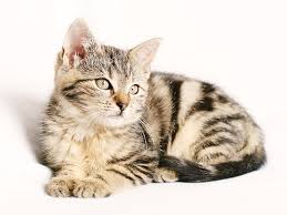 Yet another category of names to consider! Striped Cat Names Names For Striped Cats