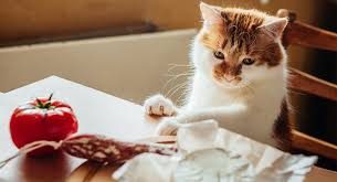 Kedilerde Beslenme Nasil Olmali Kedi Blog